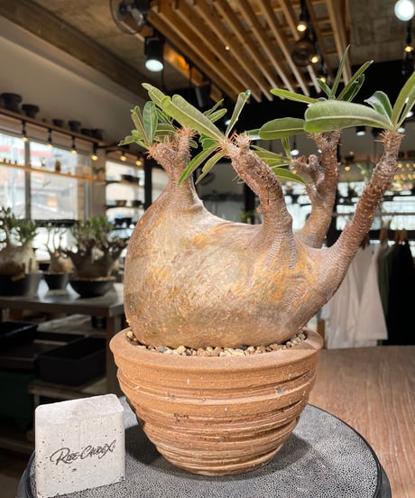 パキポディウム グラキリス　Pachypodium gracilius 　発根済　(gk-561)鉢：姫野翔太