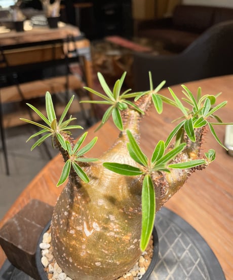 パキポディウム グラキリス　Pachypodium gracilius 　発根済　(gk-402)
