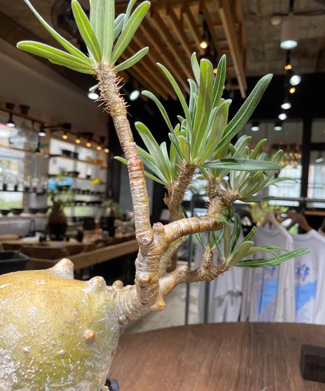 パキポディウム グラキリス　Pachypodium gracilius 　発根済　(gk-444）dip鉢