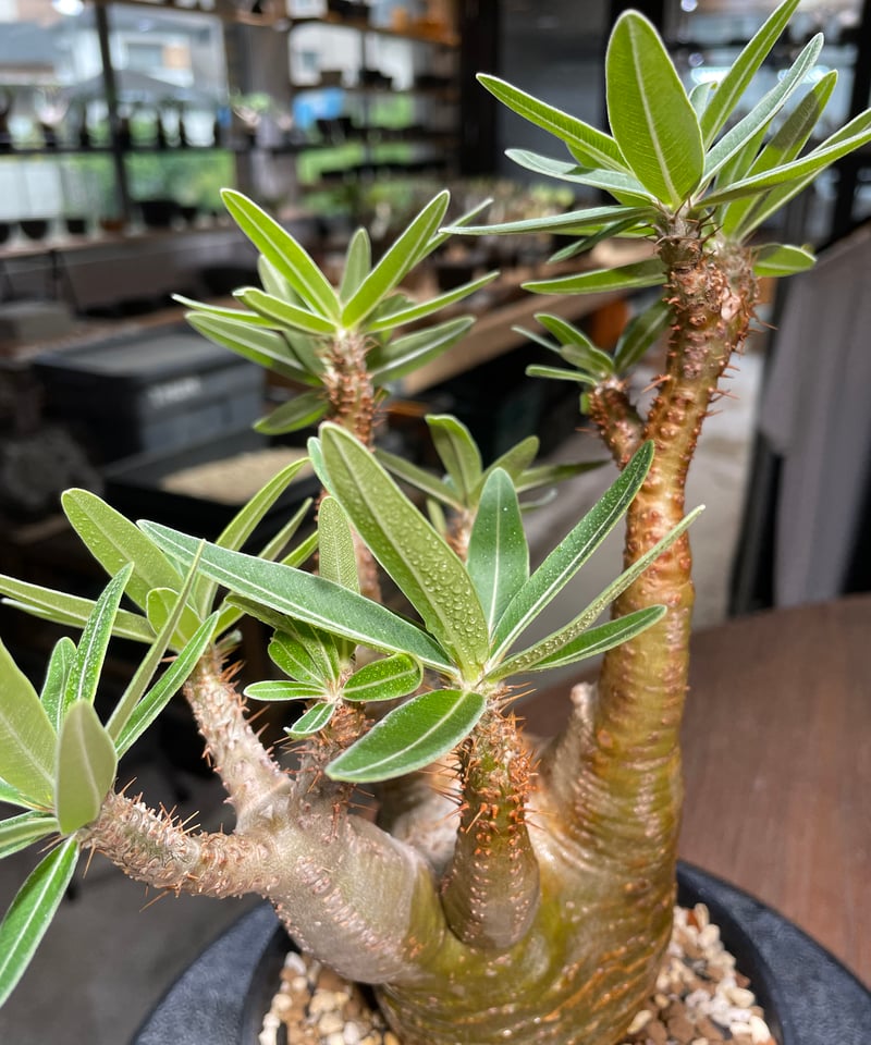 パキポディウム グラキリス Pachypodium gracilius 発根済 (gk-43