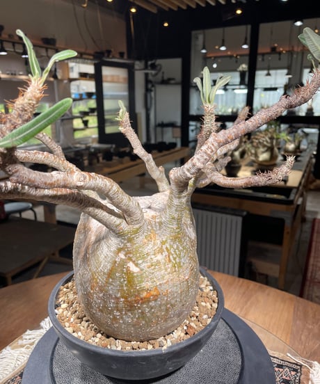 パキポディウム グラキリス　Pachypodium gracilius 　発根済　(gk-311)