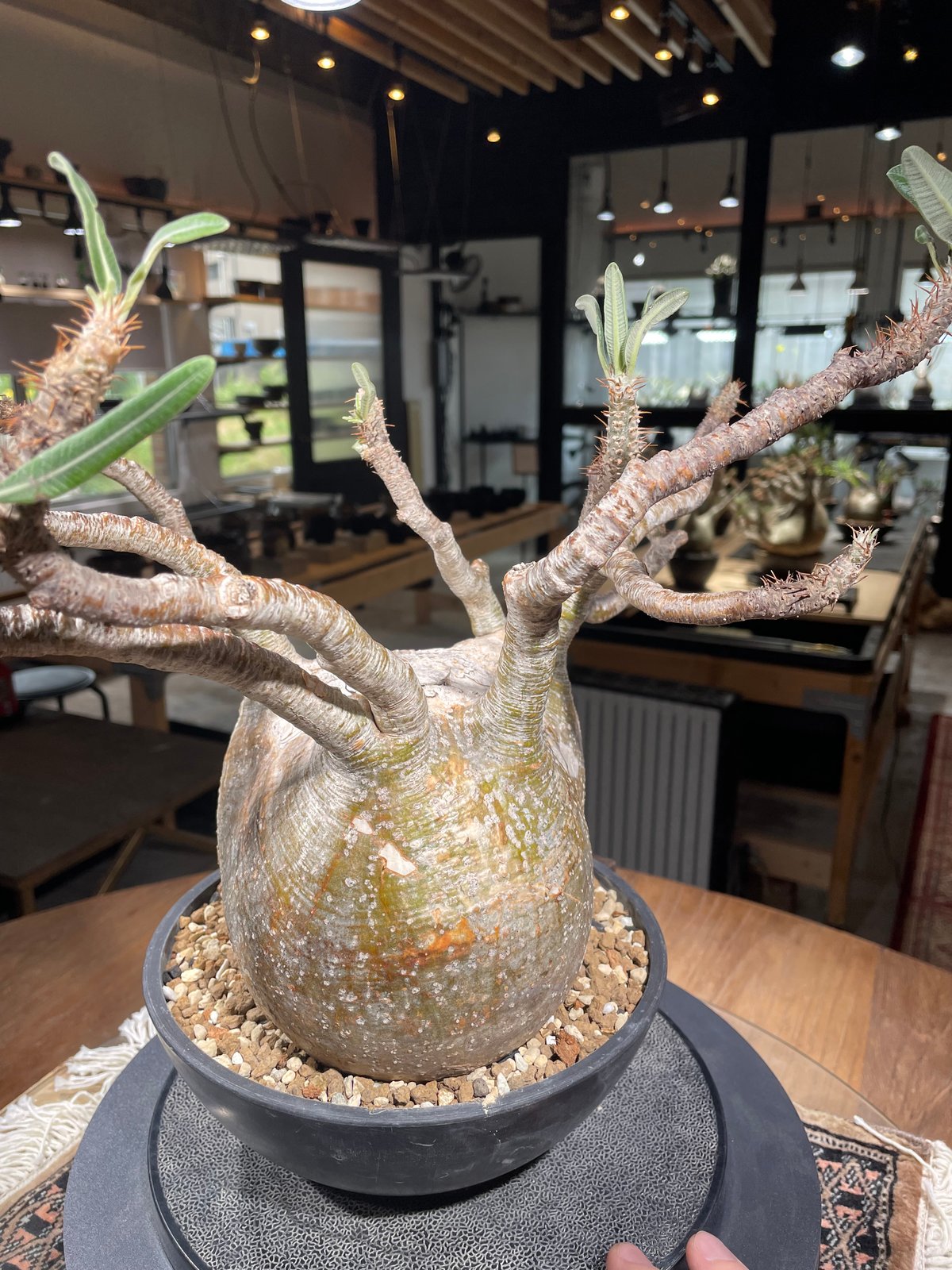 パキポディウム グラキリス Pachypodium gracilius 発根済 (gk-31