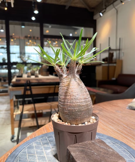 パキポディウム グラキリス　Pachypodium gracilius 　発根済　(gk-378)