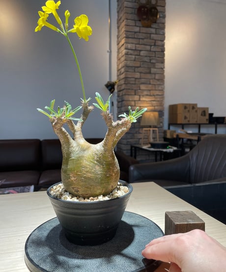 パキポディム グラキリス　Pachypodium gracilius 　発根済　(gk-207)