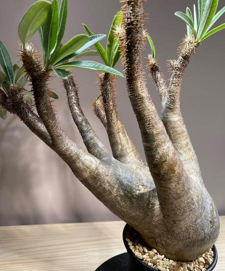 パキポディウム グラキリス　Pachypodium gracilius 　発根済　(商品番号gk-120)