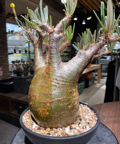 パキポディウム グラキリス　Pachypodium gracilius 　発根済　(gk-537)