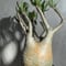 パキポディウム グラキリス Pachypodium gracilius 発根済(塊根幅12cm) (商品番号gk-17)