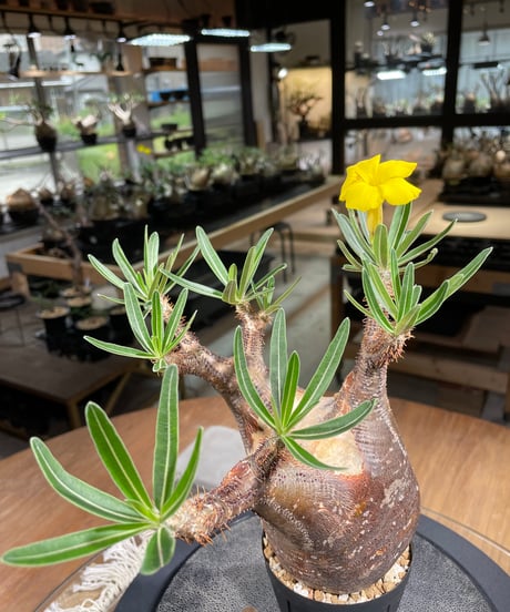 パキポディウム グラキリス　Pachypodium gracilius 　発根済　(gk-266)
