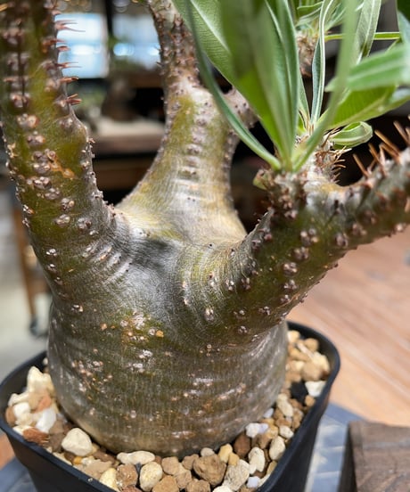 パキポディウム グラキリス　Pachypodium gracilius 　発根済　(gk-383)