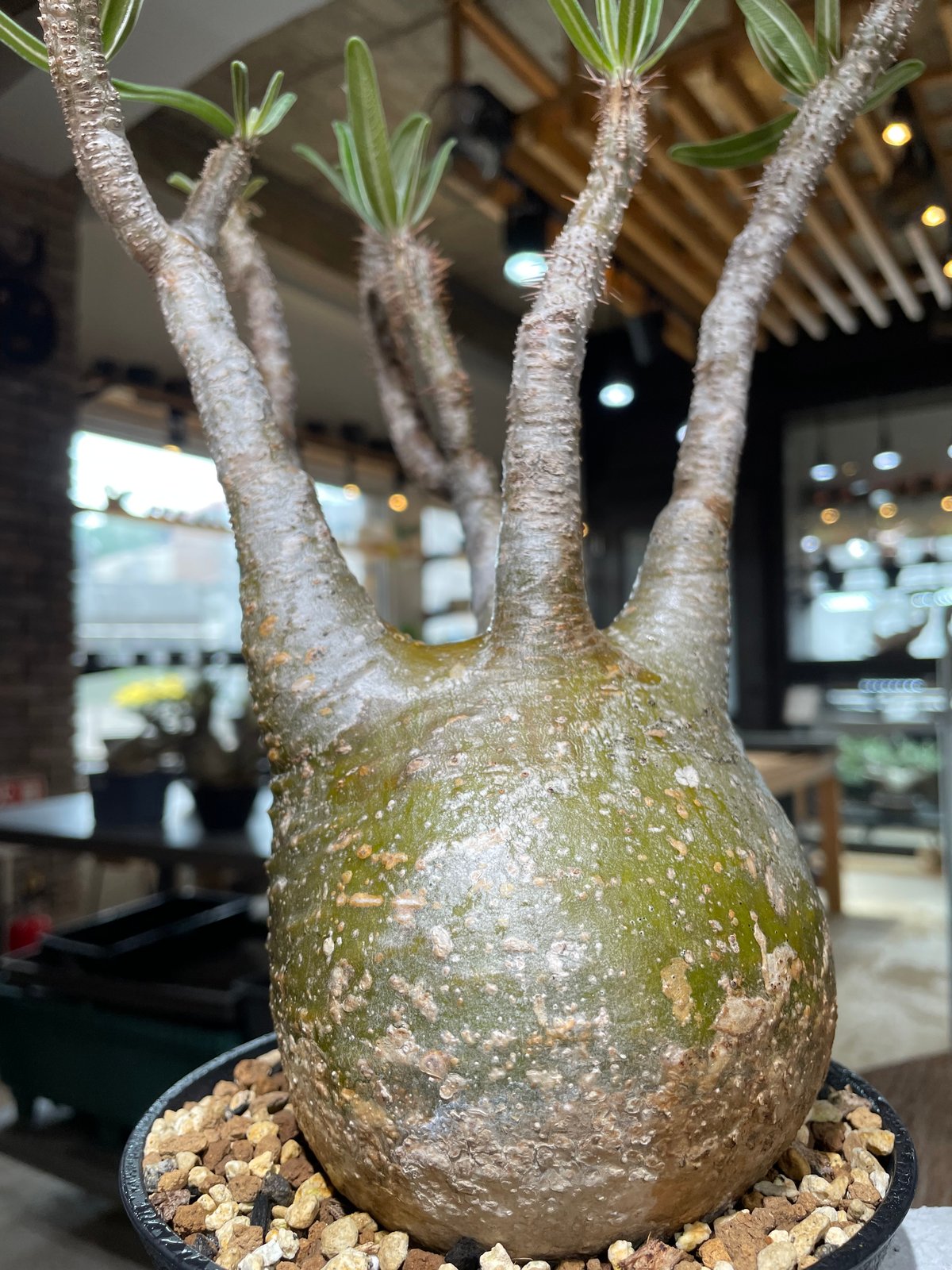 パキポディウム グラキリス Pachypodium gracilius 発根済 (gk-55