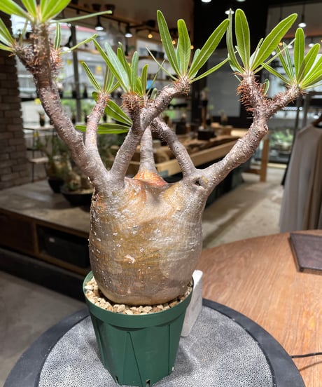 パキポディウム グラキリス　Pachypodium gracilius 　発根済　(gk-465)