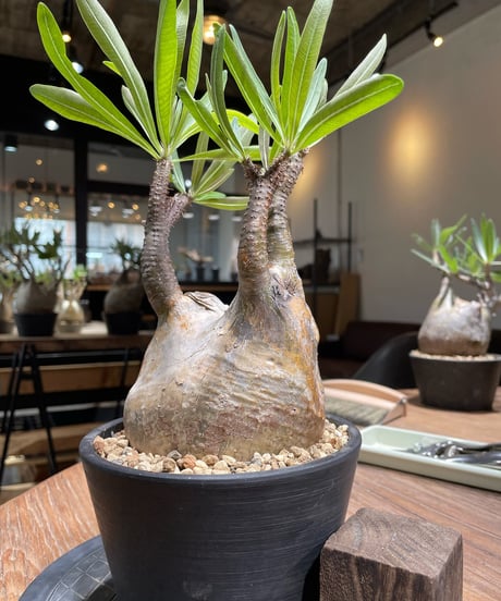 パキポディウム グラキリス　Pachypodium gracilius 　発根済　(gk-371)