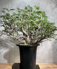 センナ メリディオナリス Senna meridionalis　発根済　(商品番号sm-12)