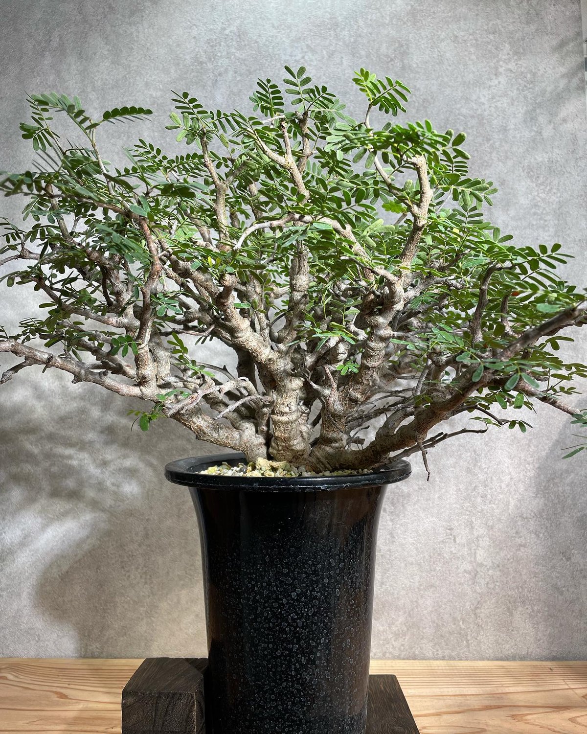 センナ メリディオナリス Senna meridionalis 発根済 (商品番号sm-12)