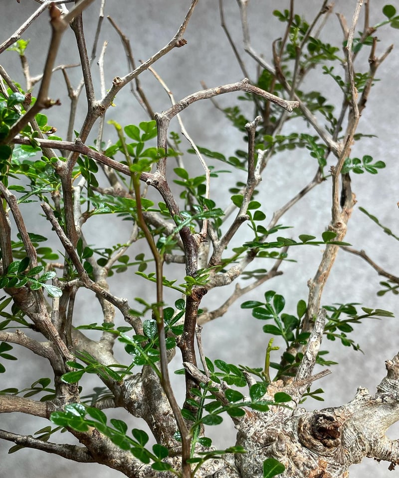 オペルクリカリア パキプス／Operculicarya pachypus 発根済 (塊根幅6c