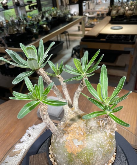 パキポディウム グラキリス　Pachypodium gracilius 　発根済　(gk-252)
