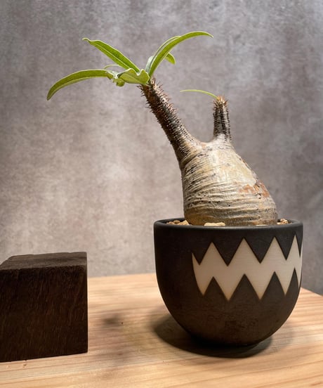 パキポディウム グラキリス　Pachypodium gracilius 　発根済　(商品番号gk-45valiem)  VALIEM 　BOWL　sizeS　(VALIEM巾着、タグ付き)