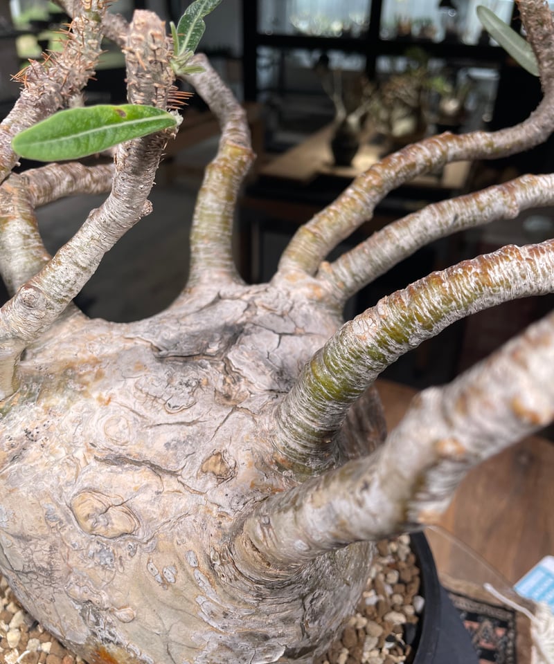 パキポディウム グラキリス Pachypodium gracilius 発根済 (gk-31