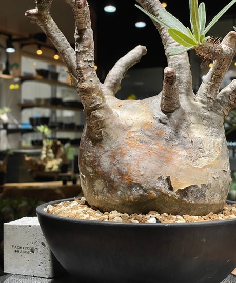 パキポディウム グラキリス　Pachypodium gracilius 　発根済　(gk-463)