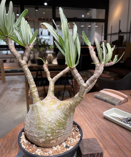 パキポディウム グラキリス　Pachypodium gracilius 　発根済　(gk-372)