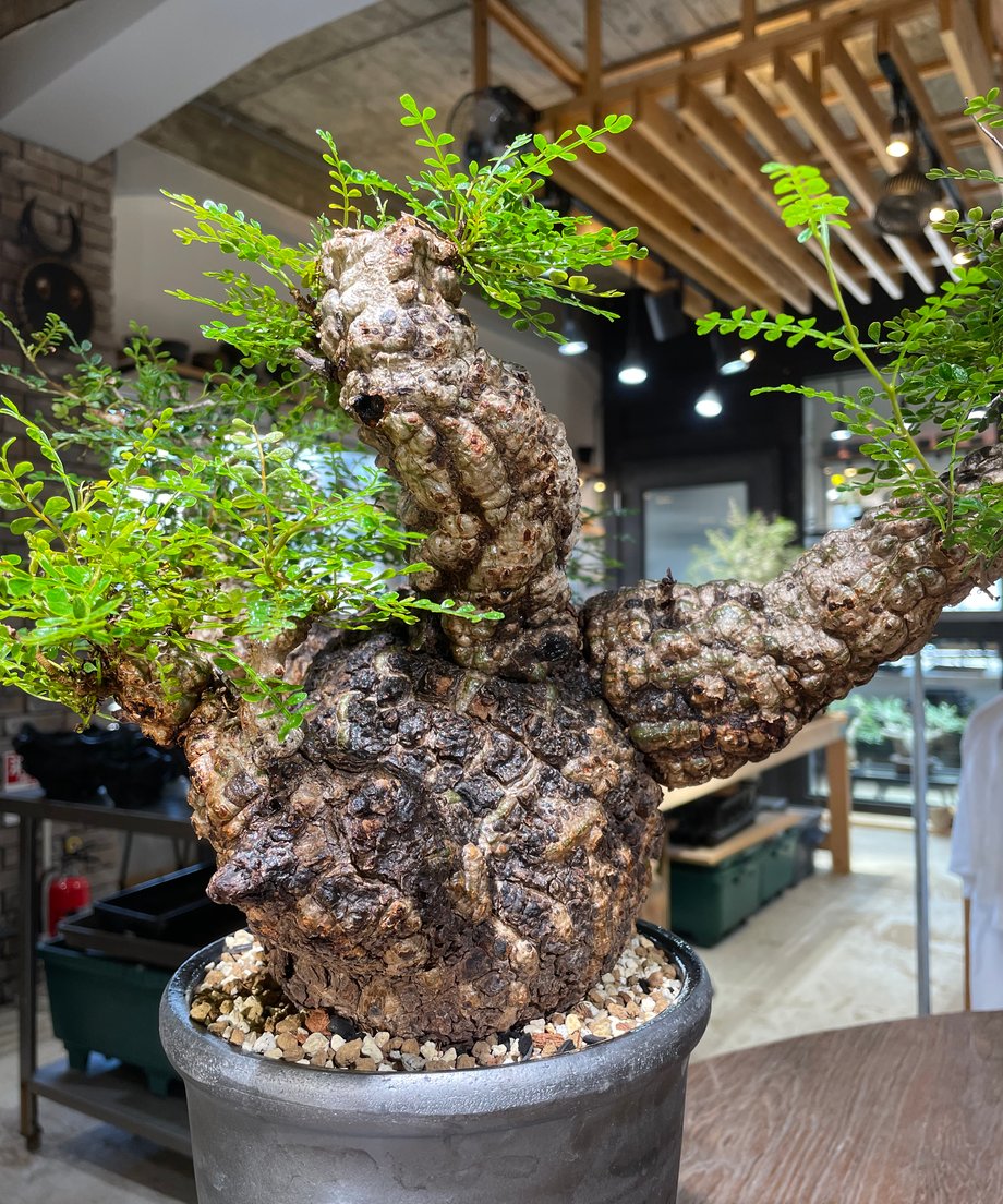 6a0292b90f4efd00450a1457