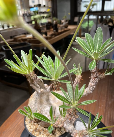 パキポディウム グラキリス　Pachypodium gracilius 　発根済　(gk-443）