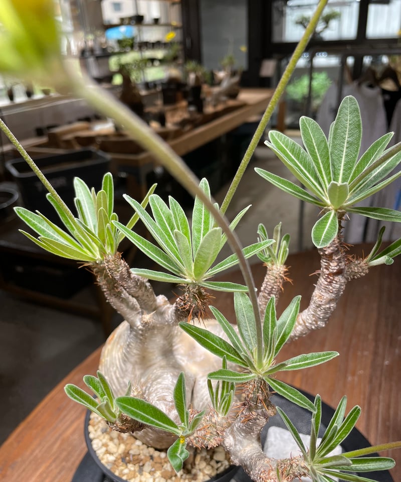 パキポディウム グラキリス Pachypodium gracilius 発根済 (gk-44