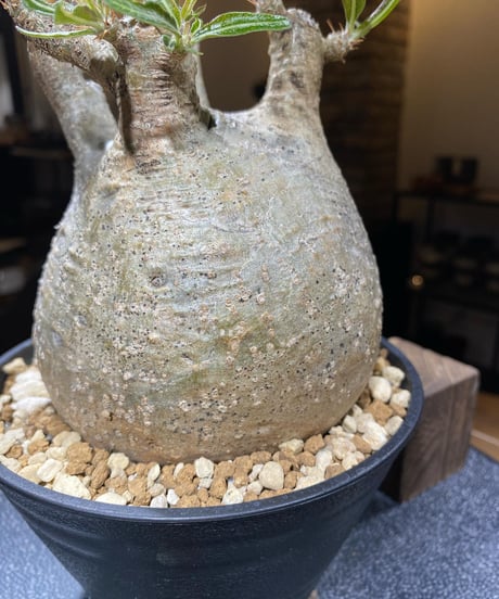 パキポディウム グラキリス　Pachypodium gracilius 　発根済　(商品番号gk-184)
