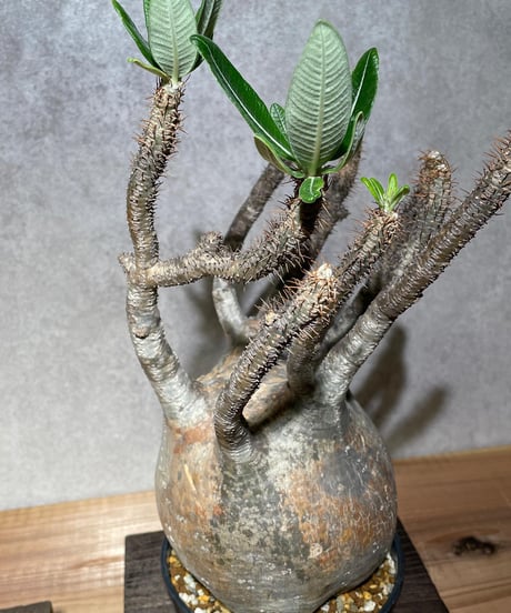 パキポディウム グラキリス　Pachypodium gracilius 　発根済　(商品番号gk-14)