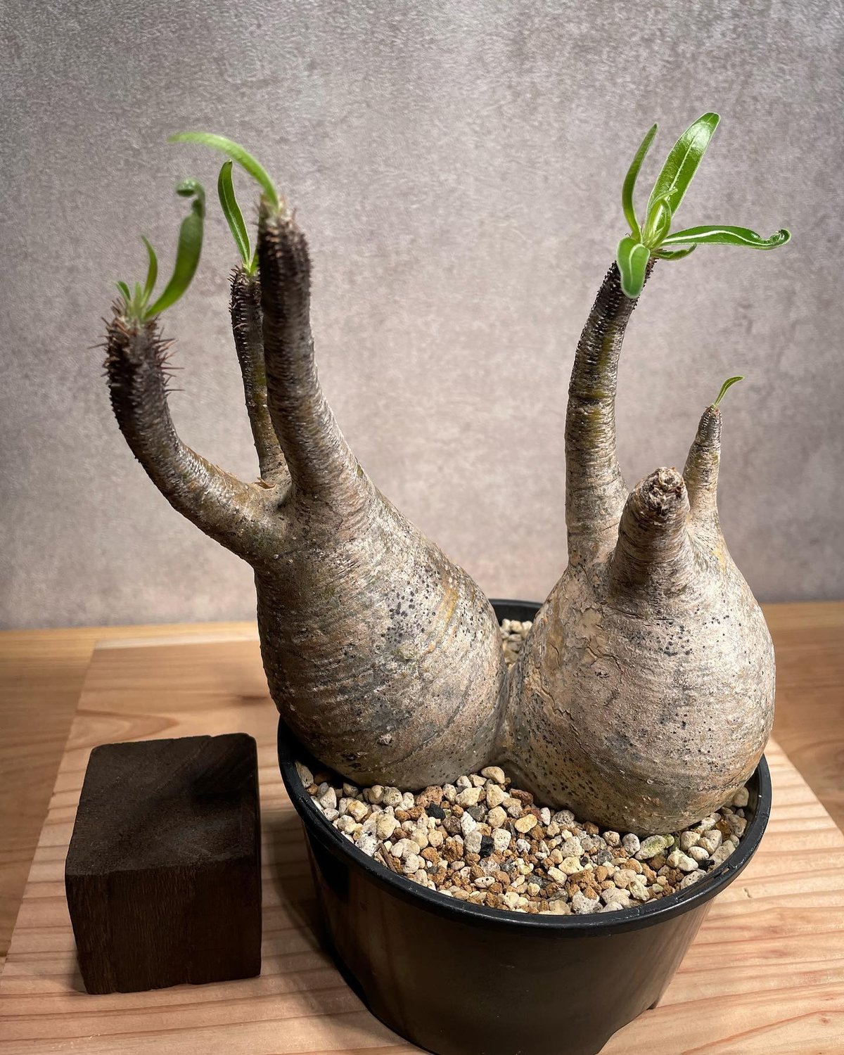 パキポディウム グラキリス Pachypodium gracilius ２頭 発根済 (商品...