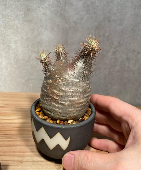 パキポディウム グラキリス　Pachypodium gracilius 　発根済　(商品番号gk-25valiem)  VALIEM 　BOWL　sizeXS　(VALIEM巾着、タグ付き)