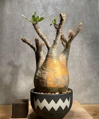 パキポディウム グラキリス　Pachypodium gracilius 　発根済　(商品番号gk-57valiem)  VALIEM 　BOWL　sizeL　(VALIEMタグ付き)