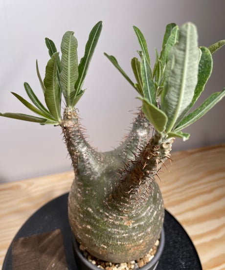 パキポディウム グラキリス　Pachypodium gracilius 　発根済　(商品番号gk-126valiem)VALIEM  (VALIEMタグ付き)