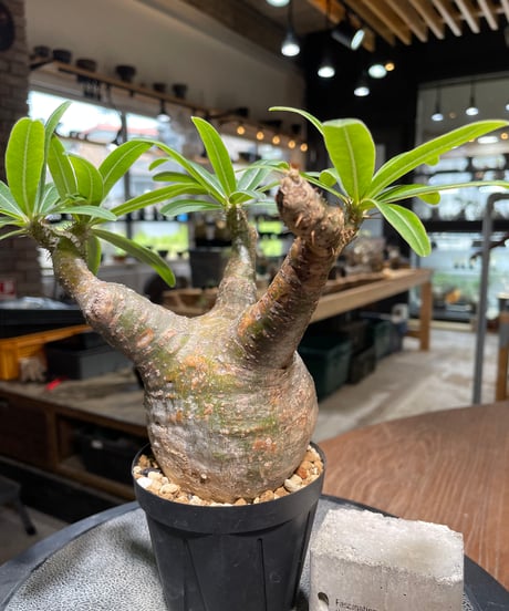 パキポディウム グラキリス　Pachypodium gracilius 　発根済　(gk-489)