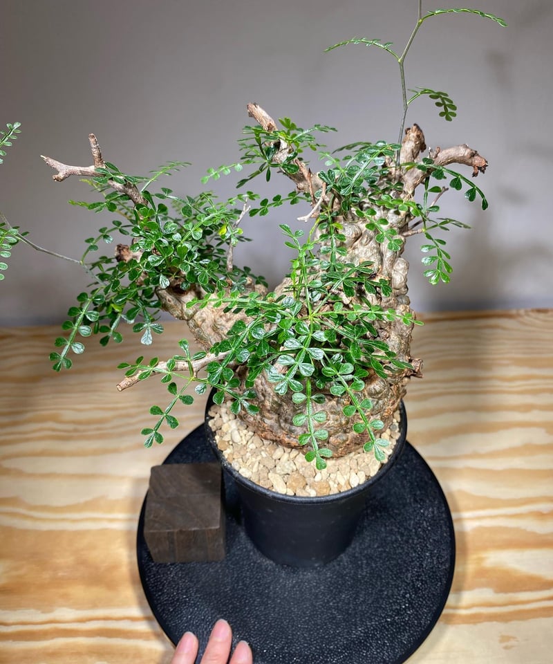 オペルクリカリア パキプス／Operculicarya pachypus 発根済 (商品番号P