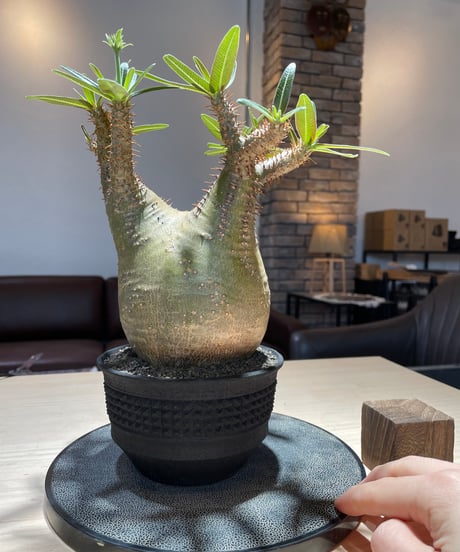 パキポディウム グラキリス　Pachypodium gracilius 　発根済　(gk-224)