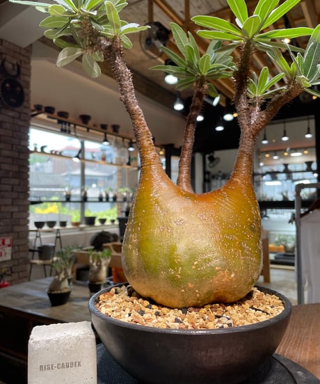 パキポディウム グラキリス　Pachypodium gracilius 　発根済　(gk-485)