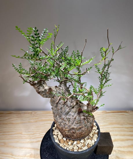 オペルクリカリア パキプス／Operculicarya pachypus　発根済　(商品番号PP-67)