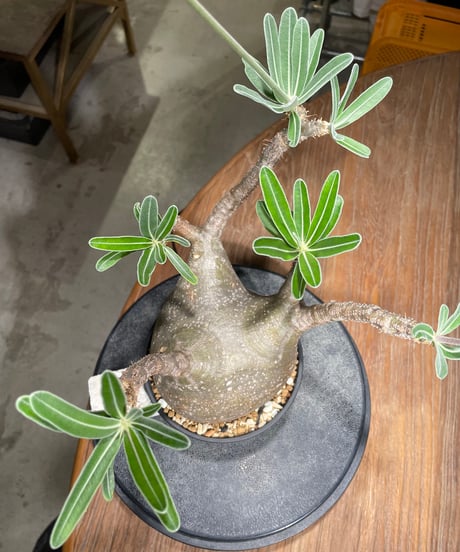 パキポディウム グラキリス　Pachypodium gracilius 　発根済　(gk-530)