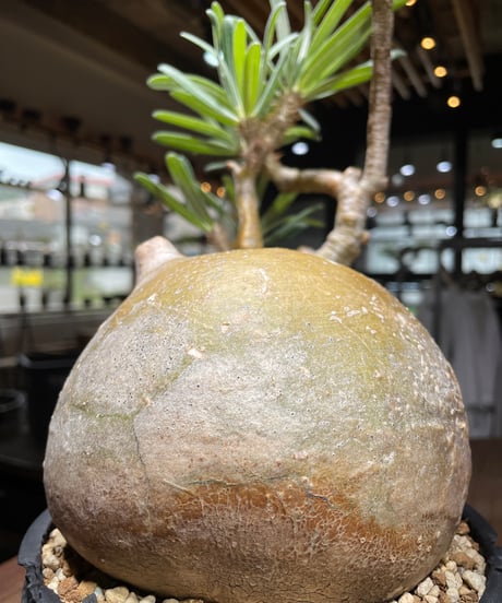 パキポディウム グラキリス　Pachypodium gracilius 　発根済　(gk-444）dip鉢