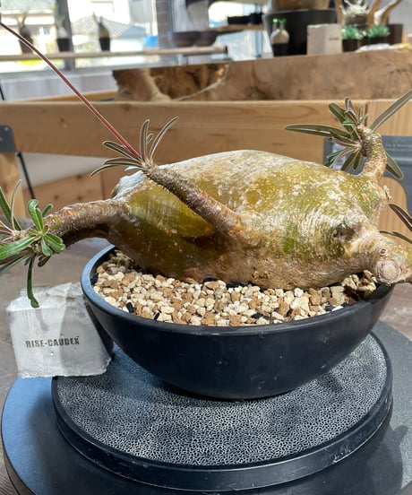 パキポディウム グラキリス　Pachypodium gracilius 　発根済　(gk-433)