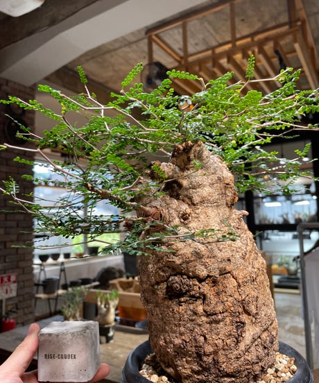 オペルクリカリア パキプス／Operculicarya pachypus　発根済　(商品番号PP-109)　(塊根幅約14㎝)