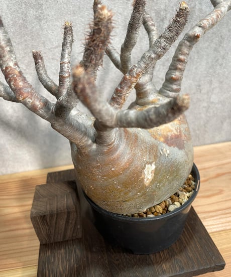 パキポディウム グラキリス　Pachypodium gracilius 　発根済(塊根幅10～14ｃｍ)　(商品番号gk-18)