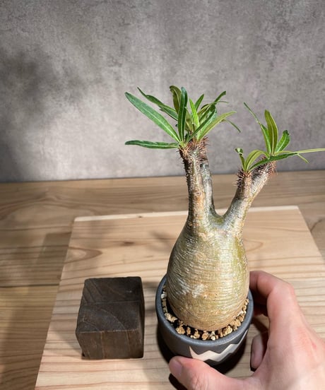 パキポディウム グラキリス　Pachypodium gracilius 　発根済　(商品番号gk-83valiem)  VALIEM 　(VALIEMタグ付き)