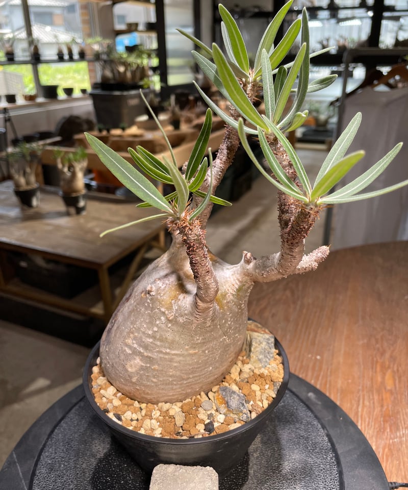 鳥*成様 パキポディウム　グラキリス　発根済 鳥*成様 パキポディウム グラキリス 発根済 コーデックス