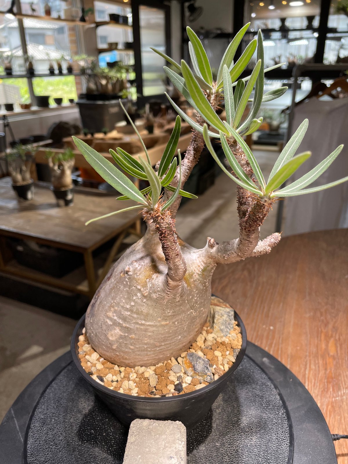 パキポディウム グラキリス Pachypodium gracilius 発根済 (gk-48