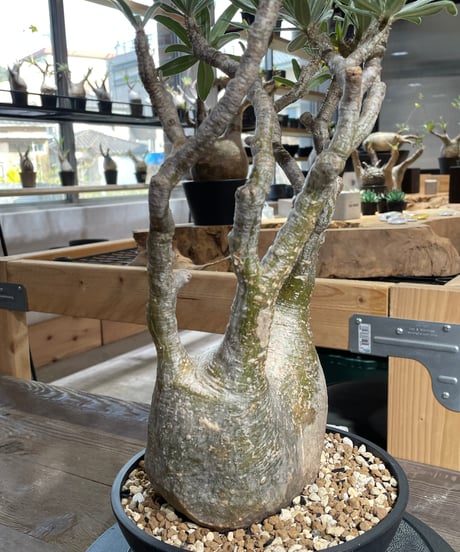 パキポディウム グラキリス　Pachypodium gracilius 　発根済　(gk-428)