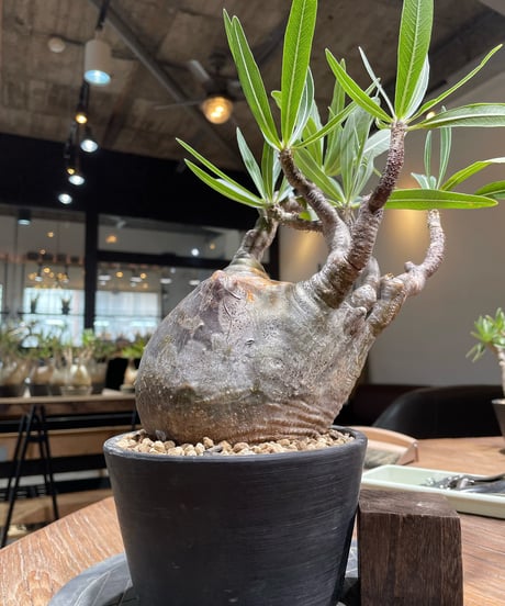 パキポディウム グラキリス　Pachypodium gracilius 　発根済　(gk-366)