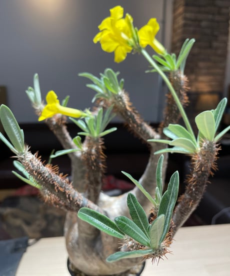 パキポディム グラキリス　Pachypodium gracilius 　発根済　(gk-205)