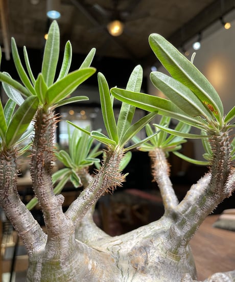 パキポディウム グラキリス　Pachypodium gracilius 　発根済　(gk-365)